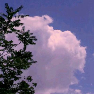 绵羊恩格最新版(sheepong)下载